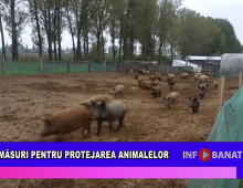 Măsuri pentru protejarea animalelor