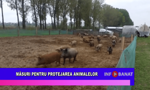 Măsuri pentru protejarea animalelor