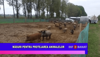 Măsuri pentru protejarea animalelor