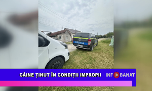 Câine ținut în condiții improprii