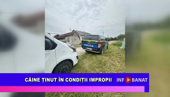 Câine ținut în condiții improprii