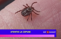 Atenție la căpușe!