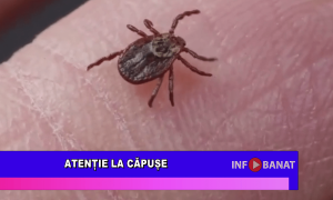 Atenție la căpușe!