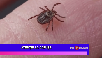 Atenție la căpușe!