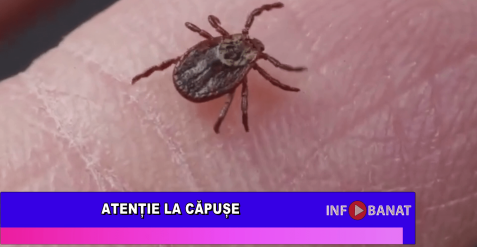 Atenție la căpușe!