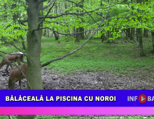 Bălăceală la piscina cu noroi
