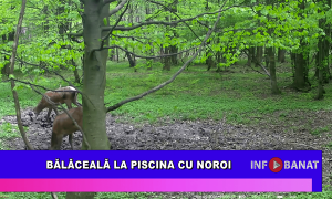 Bălăceală la piscina cu noroi