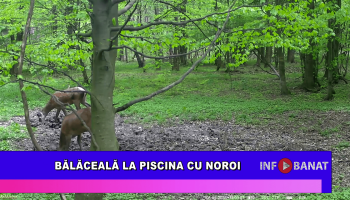 Bălăceală la piscina cu noroi