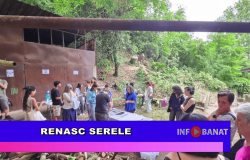 Renasc serele