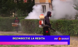 Dezinsecție la Reșița