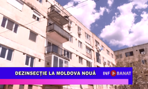 Dezinsecție la Moldova Nouă