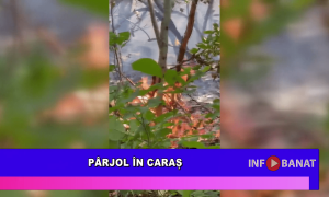 Pârjol în Caraș