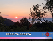 Recoltă bogată