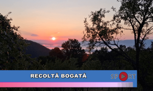 Recoltă bogată