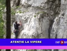 Atenție la vipere
