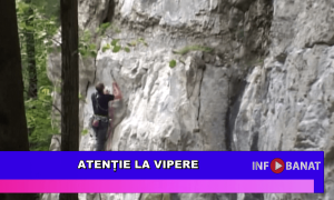 Atenție la vipere