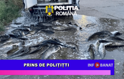 Prins de polițiști