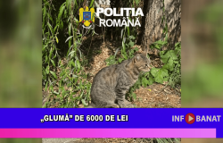 „Glumă” de 6000 de lei