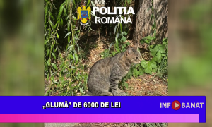 „Glumă” de 6000 de lei