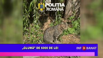 „Glumă” de 6000 de lei