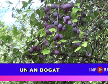 Un an bogat