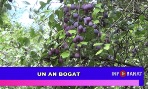 Un an bogat