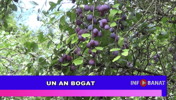 Un an bogat