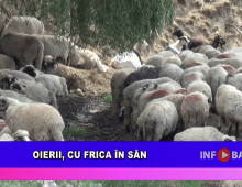 Oierii, cu frica în sân