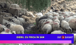 Oierii, cu frica în sân