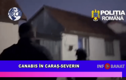Canabis în Caraș-Severin