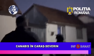 Canabis în Caraș-Severin