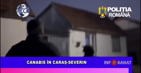 Canabis în Caraș-Severin