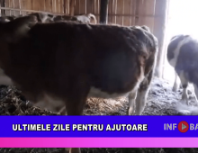 Ultimele zile pentru ajutoare