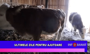 Ultimele zile pentru ajutoare