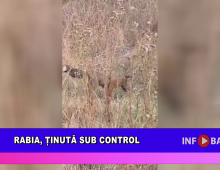 Rabia, ținută sub control