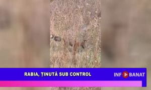 Rabia, ținută sub control