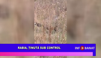 Rabia, ținută sub control