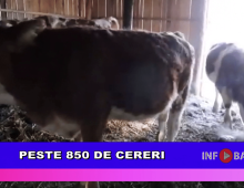 Peste 850 de cereri