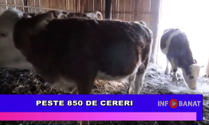 Peste 850 de cereri