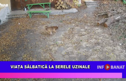 Viața sălbatică la Serele Uzinale