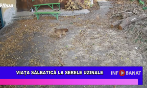 Viața sălbatică la Serele Uzinale
