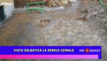 Viața sălbatică la Serele Uzinale