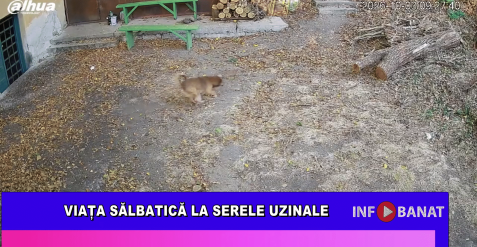 Viața sălbatică la Serele Uzinale