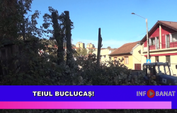 Teiul buclucaș