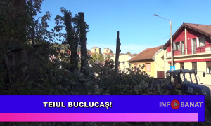 Teiul buclucaș