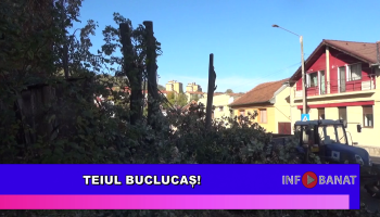 Teiul buclucaș