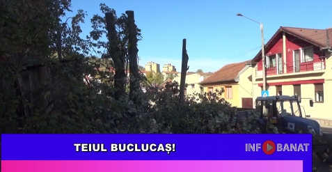 Teiul buclucaș