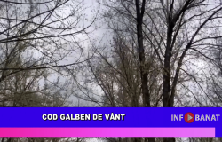 Cod galben de vânt