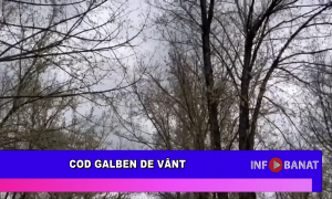 Cod galben de vânt