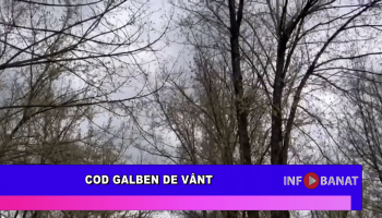 Cod galben de vânt